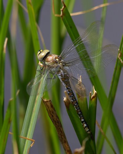 Brown_Hawker_Dragonfly